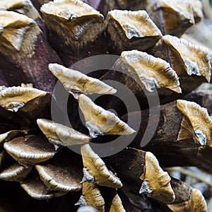 Colors and patterns on the end of the sheaths of a pinecone photo