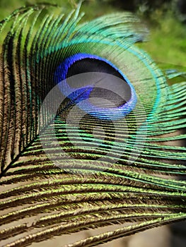 The colors of a Peacock