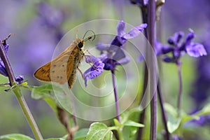 The colors of pollination