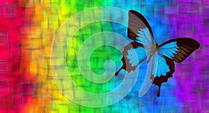 Colors of rainbow. blue tropical butterfly Ulysses on a blurred multicolored background.