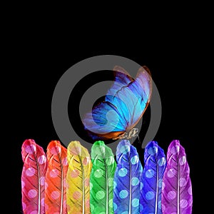 Colors of rainbow. bright blue tropical morpho butterfly and bird feathers in rainbow colors. color selection