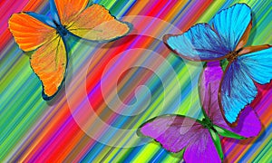 colors of rainbow. bright tropical morpho butterflies on an abstract colorful