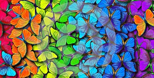 Colors of rainbow. Pattern of multicolored butterflies morpho, texture background.