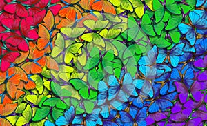 Colors of rainbow. Pattern of multicolored butterflies morpho, texture background. multicolored natural abstract pattern