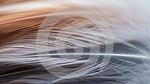 The colors range from soft white to light brown creating a gradient effect