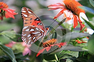 The colors and shapes of butterflies and flowers