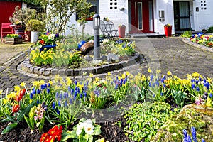 Colors of spring in front garden. Blue grape hyacinths, yellow daffodils, red tulips, hyacinths and primroses in garden beds.