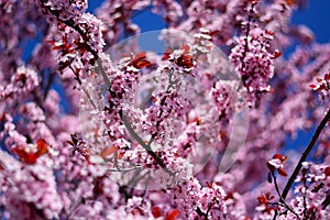 The colors of spring on the trees and meadows