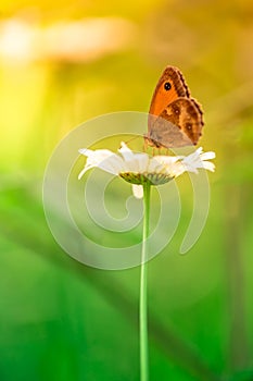 Butterfly insect brown and orange butine a white flower daisy in summer