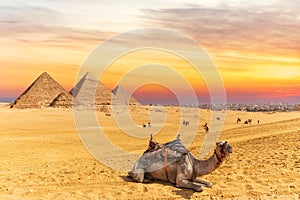 Colors of sunset near the Pyramids of Giza and a camel, Egypt