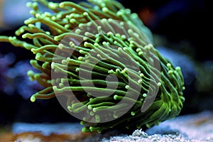 Colors of the Torch LPS Coral - Euphyllia glabrescens