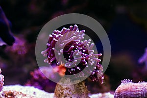 Colors of the Torch LPS Coral - Euphyllia glabrescens photo