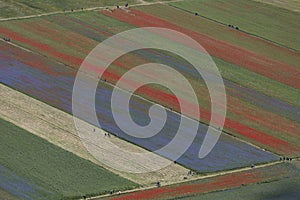 Colors of the `weed` in Castelluccio da Norcia