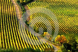 Colors of Wineyards in Tuscany, Chianti, Italy