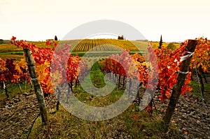 Colors of Wineyards in Tuscany, Chianti, Italy