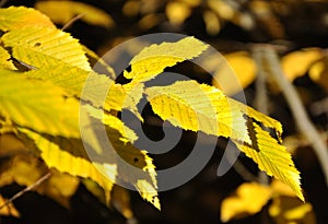 Coloruful autumn leaves yellow