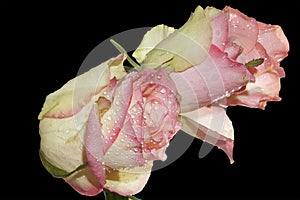 Colorul rose