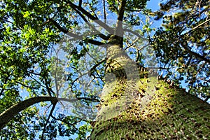 Colossal Ceiba speciosa trunk in the garden