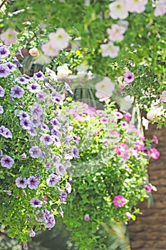 Colouful flower blooming with green leaf background