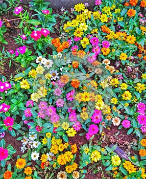 Colouful flowers photo