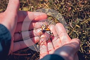 colouful Moth in a pair of hands