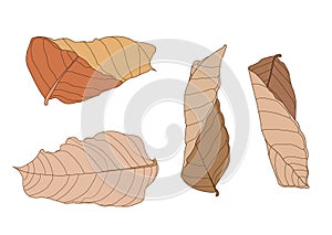 Colour brown dry leaf paint and Brown dry leaves summer autumn