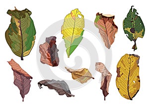 Colour brown dry leaf paint on white background