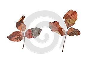 Colour brown dry leaf paint on white background