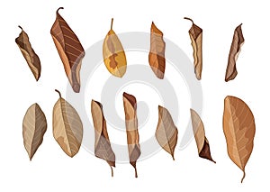 colour brown dry leaf paint on white background