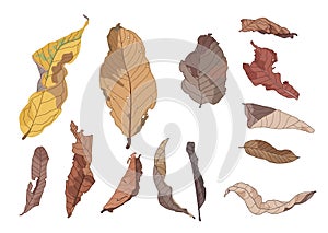 Colour Brown Dry leaf paint on white background illustration vector