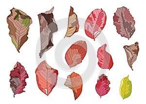 Colour brown dry leaf paint on white background photo