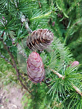 colour bumps on Christmass tree