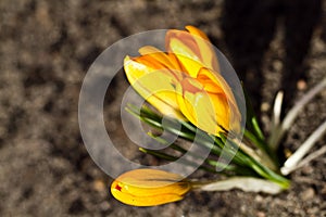 Colour Crocuses field. Floral background