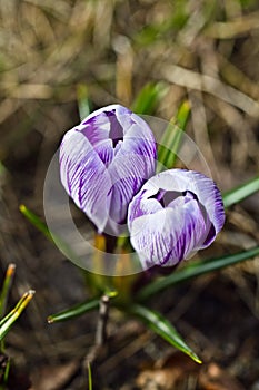 Colour Crocuses field. Floral background