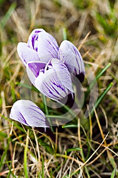 Colour Crocuses field. Floral background