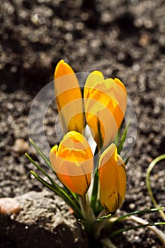 Colour Crocuses field. Floral background