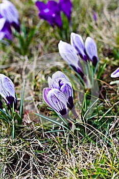 Colour Crocuses field. Floral background