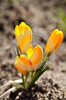 Colour Crocuses field. Floral background