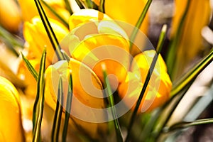 Colour Crocuses field. Floral background