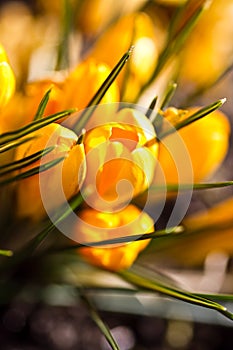 Colour Crocuses field. Floral background