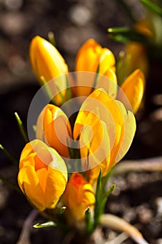 Colour Crocuses field. Floral background