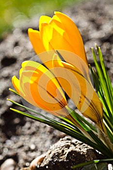 Colour Crocuses field. Floral background