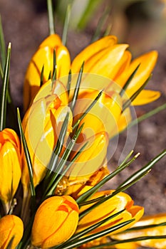 Colour Crocuses field. Floral background