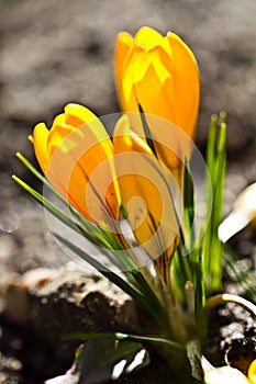 Colour Crocuses field. Floral background