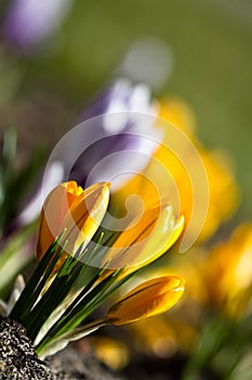 Colour Crocuses field. Floral background