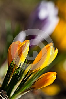 Colour Crocuses field. Floral background