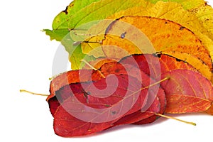 colour fan from autumn leaves, isolated on white background, close up