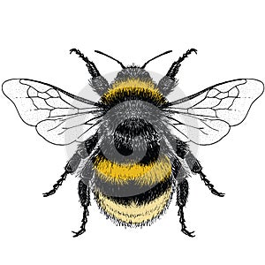 Colour illustration of female Buff Tailed Bumble Bee photo
