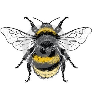 Colour illustration of female Buff Tailed Bumble Bee