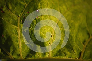 Colour Landscape Texture on Tamarillo Leaf